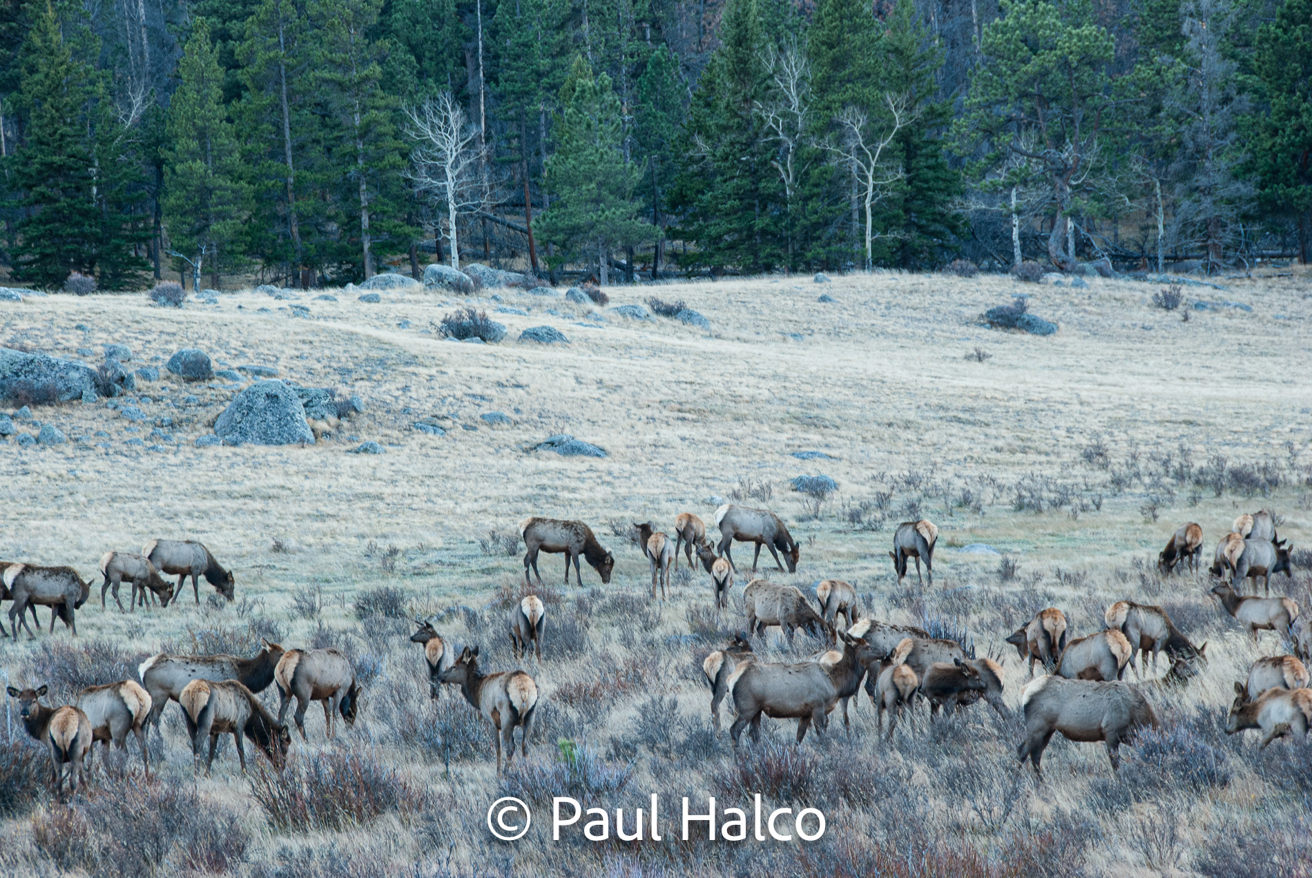 Paul Halco - Rocky Mountain NP-20